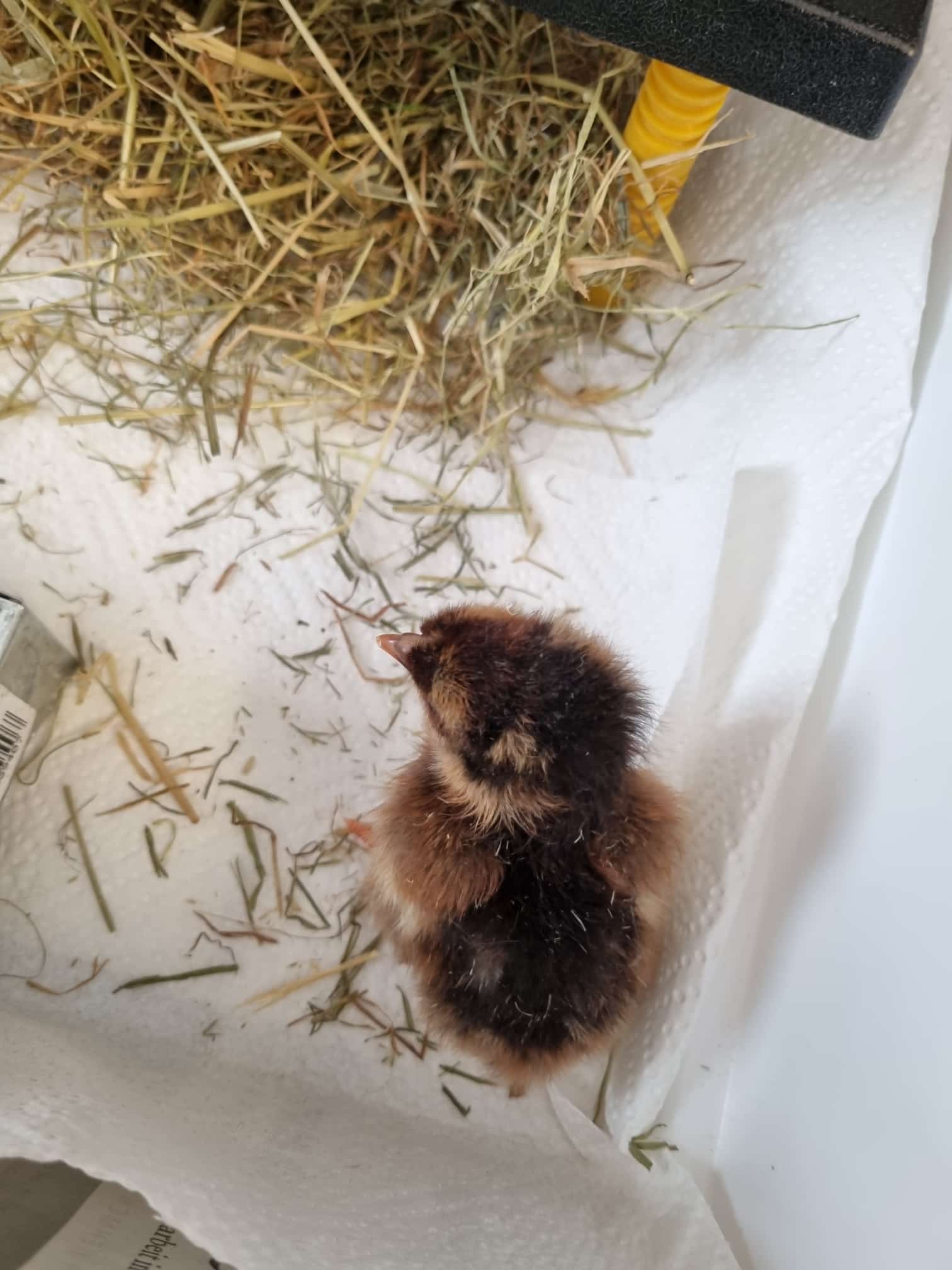 Nachwuchs in der 2. Klasse